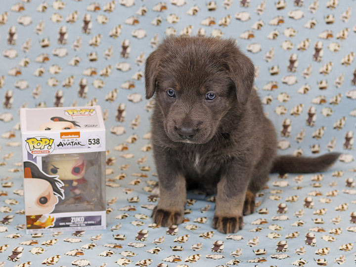 chinook puppy